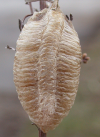 European Mantis